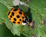 Harlequin Ladybird - Harmonia axyridis - succinea form.jpg