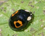 Harlequin Ladybird - Harmonia axyridis - conspicua form.jpg