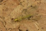 Lacewing - Chrysoperla carnea 06-11-24 #2.jpg