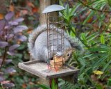 Week 48 - Squirrel eating chilli logs.jpg
