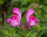 Week 49 - Snapdragon flowering very late.jpg