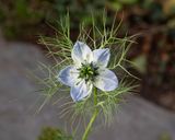 Week 49 - Nigella flowering very late.jpg