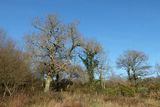Andrews Wood 09-01-24.jpg