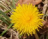 Dandelion - Taraxacum agg 02-03-25.jpg