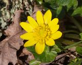 Lesser Celandine - Ficaria verna 02-03-25.jpg