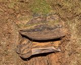 Ganoderma australe 02-03-25.jpg
