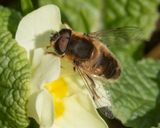 Eristalis pertinax  02-03-25.jpg