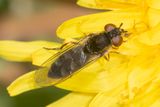 Platycheirus albimanus f 23-03-25.jpg
