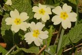 Primrose 23-03-25.jpg