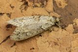 Diurnea fagella moth 26-03-25.jpg