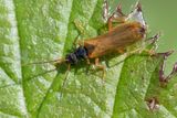 Rhagonycha lignosa 27-04-25.jpg