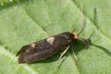 Micro Moth - Incurvaria masculella 07-05-25.jpg