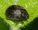 Pill Beetle - Cytilus sericeus 13-05-25.jpg
