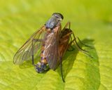 Marsh Snipefly - Rhagio tringarius pair 16-05-25 side.jpg