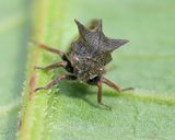 Horned Treehopper - Centrotus cornutus 01-06-25.jpg