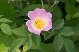 Sweetbriar - Rosa rubiginosa 01-06-25 Woodleigh Wood.jpg