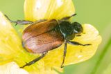 Garden Chafer - Phyllopertha horticola 31-05-25.jpg