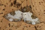 Pretty Chalk Carpet - Melanthia procellata 02-06-25.jpg