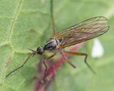 Empis trigramma f 04-06-25 #2.jpg