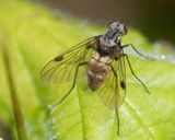 Black Snipefly - Chrysopilus cristatus f 08-06-25.jpg