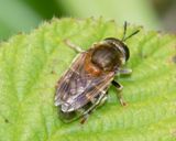 Microdon myrmicae/mutabilis 08-06-25.jpg