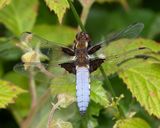Broad-bodied Chaser - Libellula depressa m 08-06-25.jpg