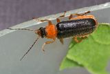 Cantharis nigra 11-06-25.jpg
