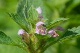 Common Hemp-nettle - Galeopsis tetrahit Aveton Wood 15-06-25.jpg