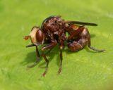 Sicus ferrugineus 16-06-25.jpg