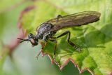 Stripe-legged Robberfly Dioctria baumhaueri 17-06-25.jpg