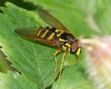 Chrysotoxum festivum m 18-06-25.jpg