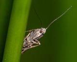 Deep in the woods something was watching me.jpg