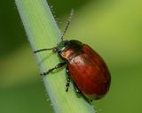 Chrysolina polita 22-06-25.jpg