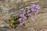 Rock Sea-lavender - Limonium binervosum agg 01-07-25.jpg