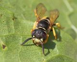 Bee Wolf - Philanthus triangulum f 04-07-25 front.jpg