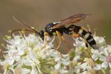 Ichneumon sarcitorius m 24-07-25 side.jpg