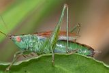 Short-winged Conehead - Conocephalus dorsalis m 01-08-25 closer.jpg