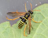 Figwort Sawfly - Tenthredo scrophulariae 05-08-25.jpg
