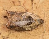 Garden Rose Tortrix - Acleris variegana.jpg
