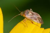 Tarnished Plant Bug - Lygus rugulipennis 08-09-25.jpg