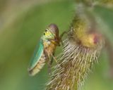 Leafhopper - Cicadella viridis 25-09-25.jpg