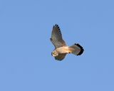 Kestrel 20-11-25.jpg