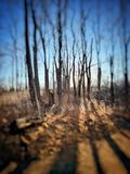 Late Fall