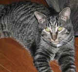 SPEEDY the fastest cat in the world! 