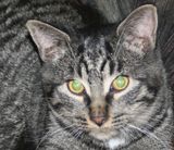 Tiger01 grandeur nature.jpg