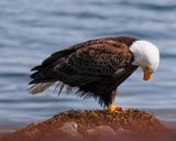 Eagle Posing.jpg