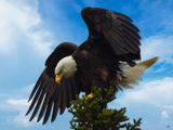 The Eagle has Landed in Gros Morne National Park, Newfoundland