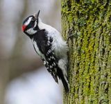 Downy Woodpecker - Rondeau Provincial Park May 2024