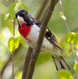 Rose Breasted Grosbeak - Rondeau Provincial Park May 2024