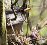American Robin & fledglings - Rondeau Provincial Park May 2024